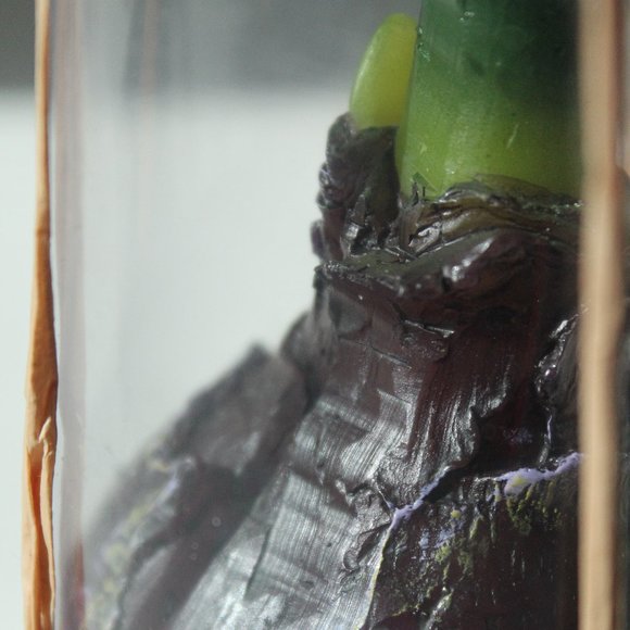 [D&T] "Rosemary & Time" Realistic Flower Bulb Candle - Picture 8 of 9